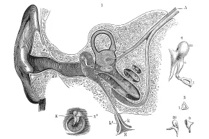 Human ear, anatomical illustration