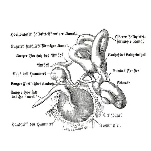 Human ear, anatomical illustration
