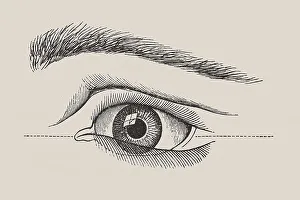 Human eye, anatomical illustration