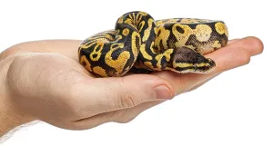 Human hand gently holding a yellow and black patterned ball python