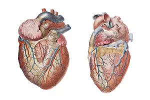 Human heart, anatomical illustration