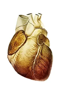Human heart, illustration
