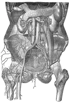 Human intestines, Historic illustration
