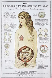 Human pre-birth development in woman