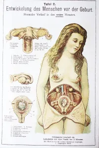 Human pre-birth development in woman
