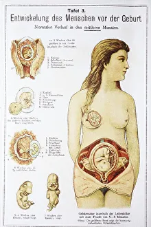 Human pre-birth development in woman