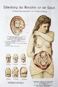 Human pre-birth development in woman
