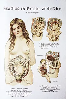 Human pre-birth development in woman