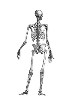 Human skeleton, seen from behind