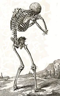 A human skeleton, seen from behind