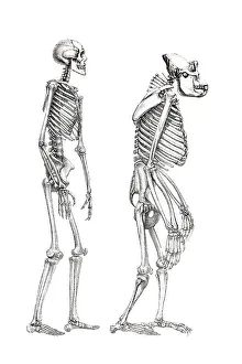 Human skeleton and a skeleton of a monkey