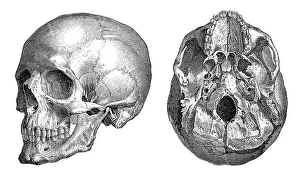 Human skull, anatomical illustration