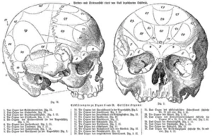Human skull, anatomical illustration by Franz Joseph Gall