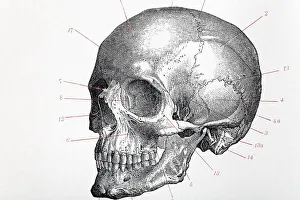 Human skull with index numbers