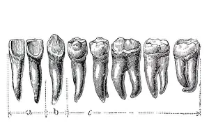 Human teeth, anatomical illustration