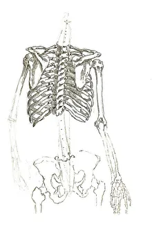 Human thorax, anatomical illustration