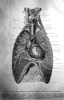 Human thorax or rib cage with the organs