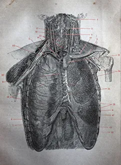 Human thorax or rib cage with the organs