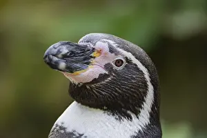 Humboldt Penguin, Colony Spheniscus humboldti