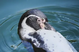 Humboldt penguin (Spheniscus humboldti)