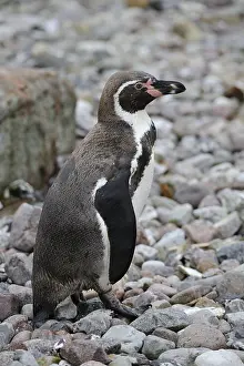 Humboldt Penguin (Spheniscus humboldti)