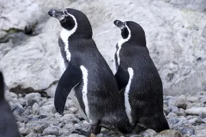 Humboldt penguin (Spheniscus humboldti)