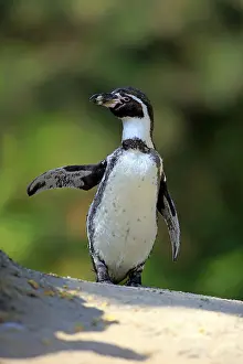 Humboldt penguin, (Spheniscus humboldti)