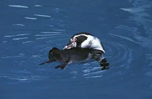 Humboldt penguin (spheniscus humboldti)