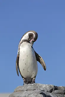 Humboldt penguin (Spheniscus humboldti), captive