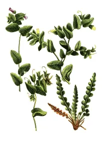 Humilior, Cerinthe maculata