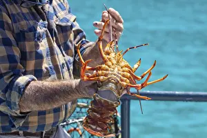 Hummer (Homarus), Bootsfahrt, Akaroa