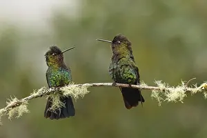 Hummingbird, costarica