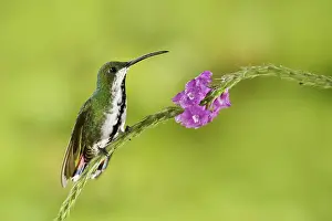 Hummingbird Green-breasted Mango sitting on pink flower