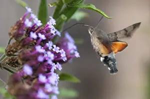 Hummingbird hawk-moth, carp tail