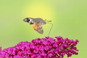 Hummingbird hawk-moth (Macroglossum stellatarum)