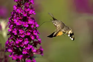 Hummingbird hawk-moth (Macroglossum stellatarum)