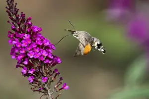 Hummingbird hawk-moth (Macroglossum stellatarum)
