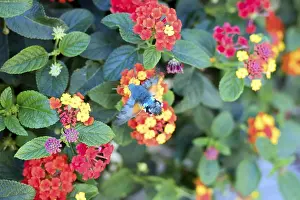 Hummingbird hawk-moth (Macroglossum stellatarum) in buzzing flight on a wood anemone (Lantana)