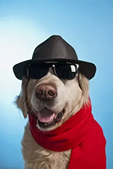 Humorous photo of a Golden retriever wearing sunglasses