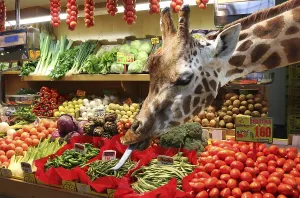 Humour photo, Giraffe helps himself at the vegetable stand, photomontage