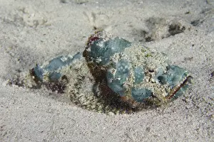Humpback scorpionfish (Scorpaenopsis diabolus)