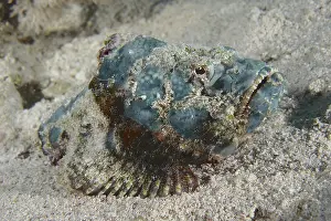 Humpback scorpionfish (Scorpaenopsis diabolus)