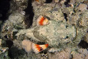 Humpback scorpionfish (Scorpaenopsis diabolus)