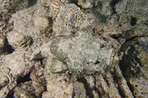 Humpback scorpionfish (Scorpaenopsis diabolus)