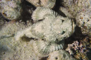 Humpback scorpionfish (Scorpaenopsis diabolus)