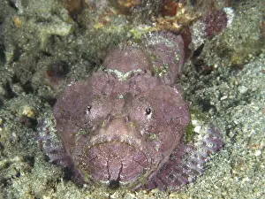 A humpback scorpionfish (Scorpaenopsis diabolus) lying on a rocky seabed