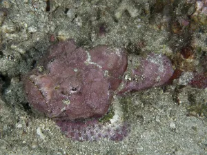 A humpback scorpionfish (Scorpaenopsis diabolus) lying on the sandy seabed