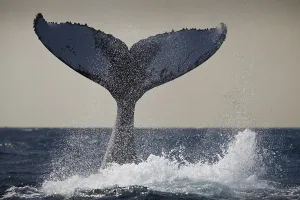 Humpback whale fluke, Megaptera novaeangliae