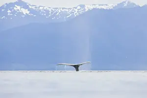 Humpback Whale, fluke (Megaptera novaeangliae)
