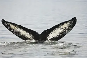 Humpback Whale, fluke (Megaptera novaeangliae)